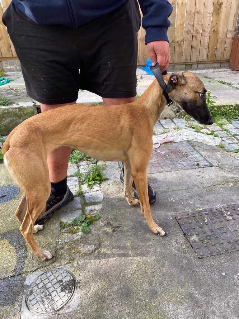 working lurchers for sale